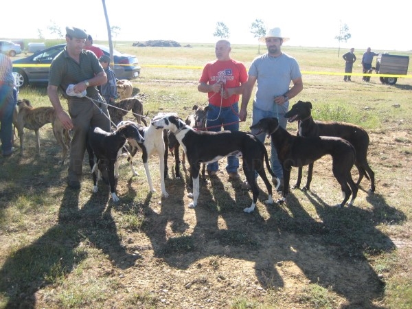 Los torneos provinciales de galgos con liebre mecánica y de tiro al plato toman protagonismo este domingo en Dueñas