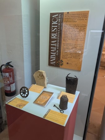 El Museo de La Olmeda dedica una nueva exposición a los animales de granja en la villa romana del siglo IV bajo el título ‘Animalia Rústica’