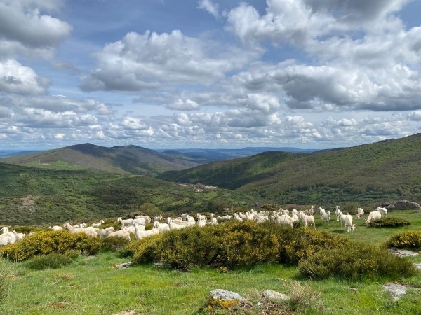 Un nuevo proyecto de restauración ecológica y prevención de incendios en la Montaña Palentina recibe el apoyo de BBVA