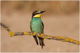 Exposición fotográfica. Aves de nuestro entorno