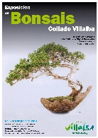 Exposición de bonsáis