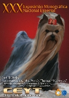 Gran fiesta del Yorkshire Terrier