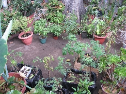 Curso sobre huertos en pequeños espacios
