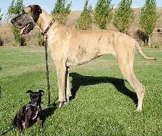 I Concurso Canino Villa de Moralzarzal