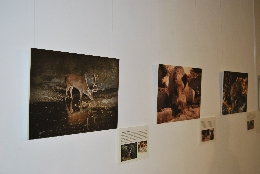 Inaugurada la exposición sobre la fauna ibérica en Torrelodones