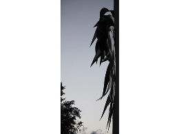 “DISPAROS EN NAVACERRADA”