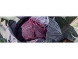 Mercado Ecológico y RastrHoyo