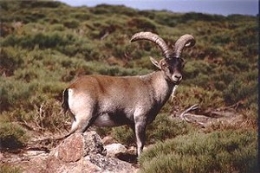 Ruta El celo de la cabra