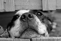 ¿Sabes los beneficios que te aporta tener mascota?