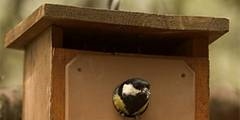 Taller de construcción y colocación de cajas nido para aves