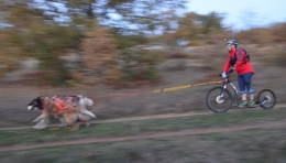 Copa de Madrid de Mushing