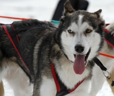 VI Mushing de Cercedilla