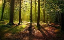 Talleres en familia “El oído: cuando el bosque habla”