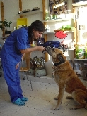 CLÍNICA VETERINARIA ALPEDRETE