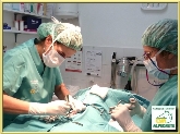 CLÍNICA VETERINARIA ALPEDRETE
