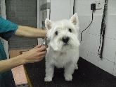 CLÍNICA VETERINARIA ALPEDRETE