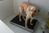 CLÍNICA VETERINARIA ALPEDRETE