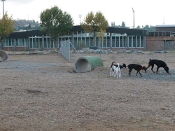 Collado Villalba adapta una parcela de 6.000 m2 para el esparcimiento de perros sueltos