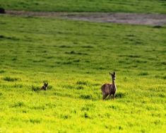 La fauna ibérica en imágenes