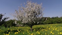 El Escorial celebrará el Día del Árbol plantando 20 nuevos ejemplares en Las Suertes