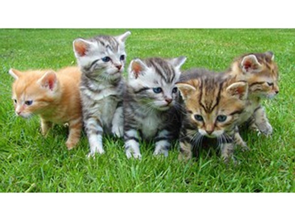 El Ayuntamiento de Collado Mediano controlará las colonias felinas en el casco urbano