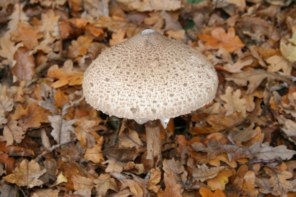 Jornada micológica en Becerril de Sierra