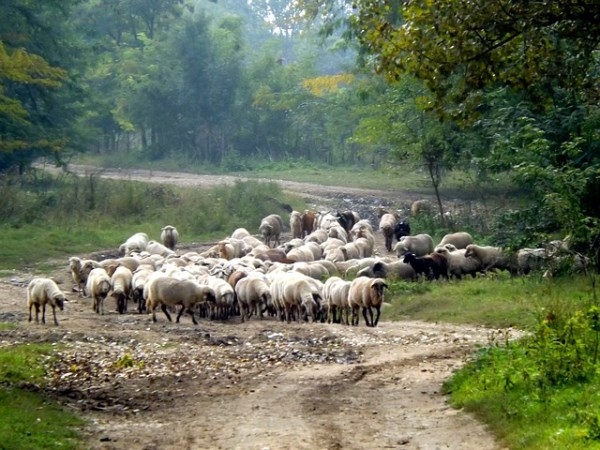 Un rebaño de más de tres mil ovejas volverá a recorrer las cañadas y cordeles de Guadarrama a través de la trashumancia