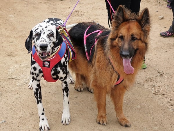 Cercedilla celebra su VI Edición de Mushing