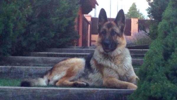 Los veterinarios de Moralzarzal sí realizan la campaña de vacunación antirrábica e identificación