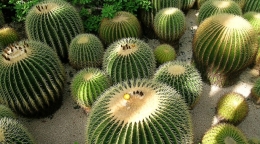Descubre el mundo de los cactus y las suculentas