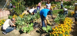 Taller Usos y misterios de las plantas