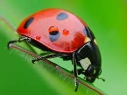 EL MARAVILLOSOS MUNDO DE LOS INSECTOS