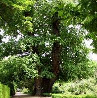 Visitas guiadas por el Real Jardín Botánico de Madrid