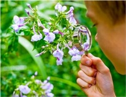“Explorador por un día” Real Jar´din Botánico