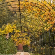 “Biodiversidad de la vid y fermentación del mosto”