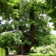 Visita el Jardín  Botánico de Madrid