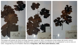 LA CIENCIA DE LA VID Y EL VINO DEL CSIC EN EL REAL JARDÍN BOTÁNICO