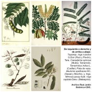En el Año Internacional de las Legumbres el Real Jardín Botánico-CSIC mostrará imágenes de leguminosas de sus Archivos