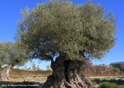 Descifrado el genoma completo del olivo, el árbol más emblemático del Mediterráneo