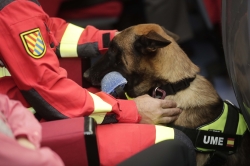 Premio al Bienestar Animal para la Comunidad de Madrid