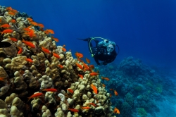 Comienza Dive Travel Show, la feria internacional dedicada al buceo y turismo sostenible.