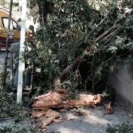 SER+Verde: actuaciones urgentes en materia de zonas verdes y arbolado en Madrid