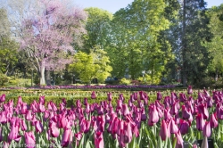 Ya han empezado a florecer los tulipanes, un espectáculo de color en el Real Jardín Botánico