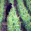 Ayudas a los jóvenes agricultores para mejorar y modernizar sus instalaciones y la puesta en marcha de nuevos proyectos