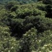 Prevención de incendios en urbanizaciones situadas en terreno foresta