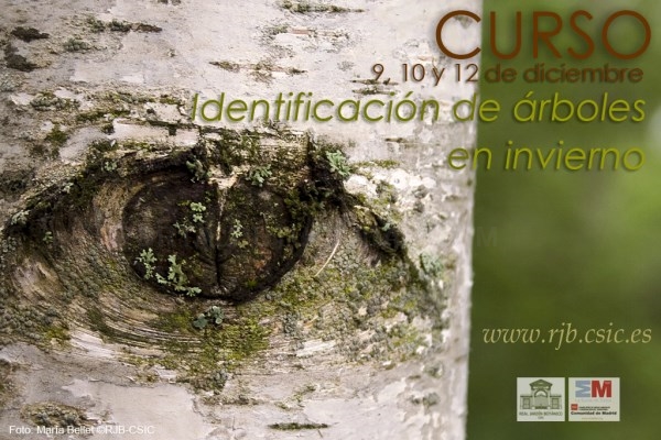 “Identificación de árboles en invierno”, un nuevo curso formativo del Real Jardín Botánico, CSIC