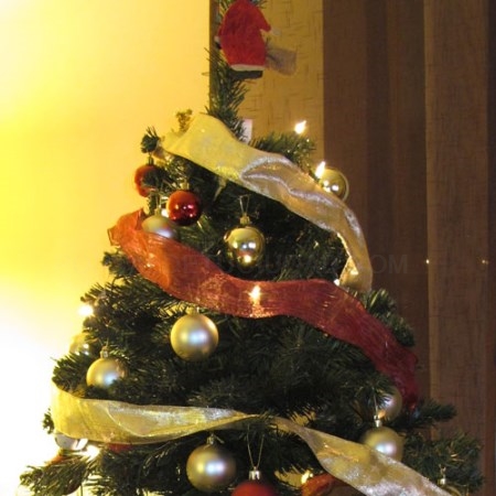 Nueva vida para los árboles navideños