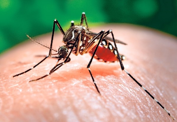 La Consejería de Sanidad ha registrado el primer caso de virus zika en la región, que ha sido contraído fuera de España