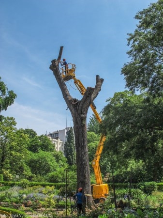 La grafiosis acaba con dos olmos históricos del Real Jardín Botánico de Madrid
