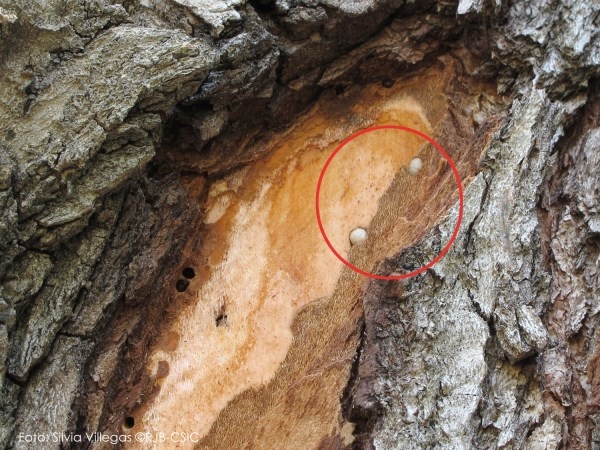 La grafiosis acaba con dos olmos históricos del Real Jardín Botánico de Madrid